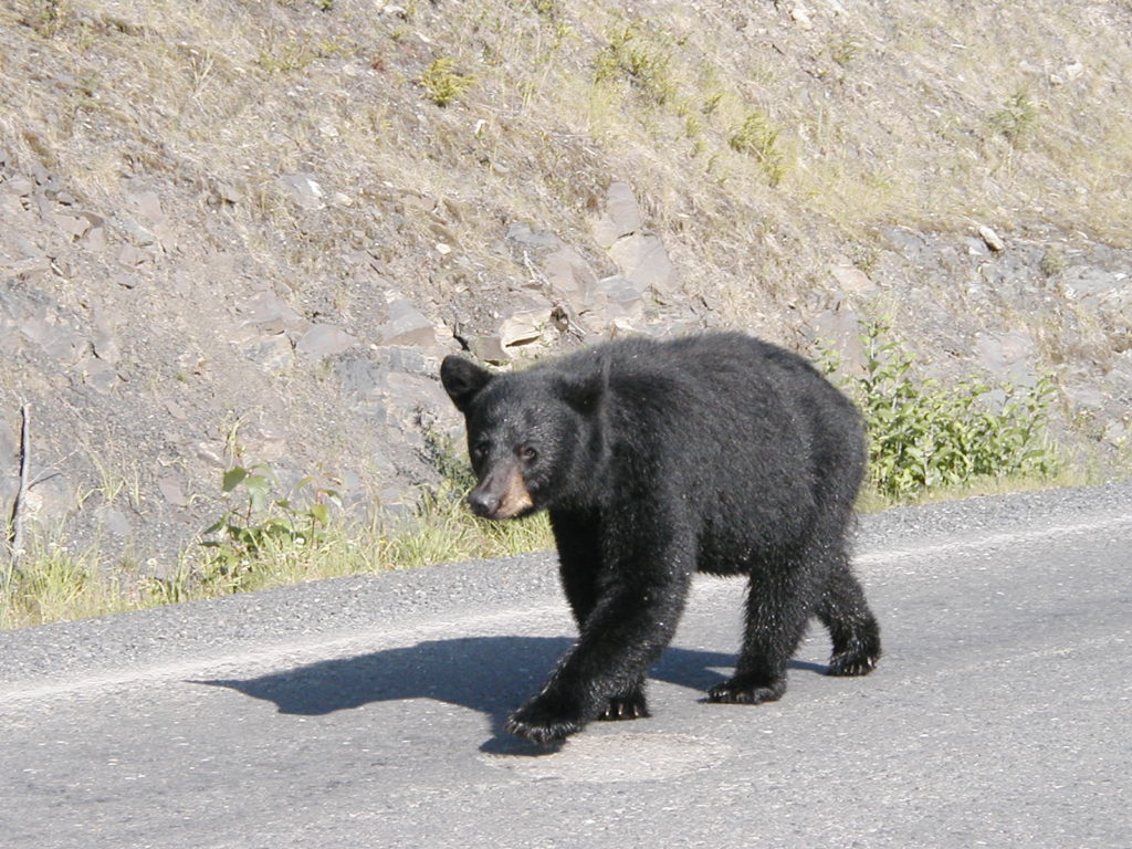 A bear I photographed years ago on a remote highway in Yukon. Photo copyright: Erin Lawrence