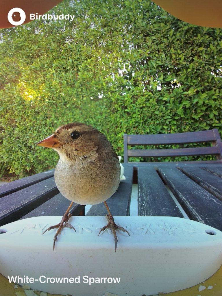 Bird Buddy 
