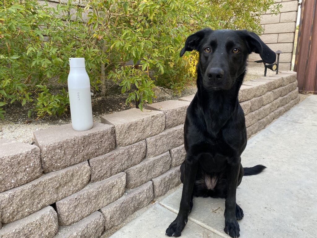 larq, water bottle, self clean, review