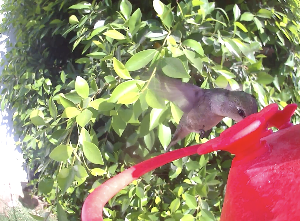 Birdfy Hum Feeder 