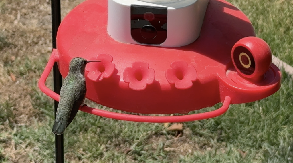 Birdfy Hum Feeder