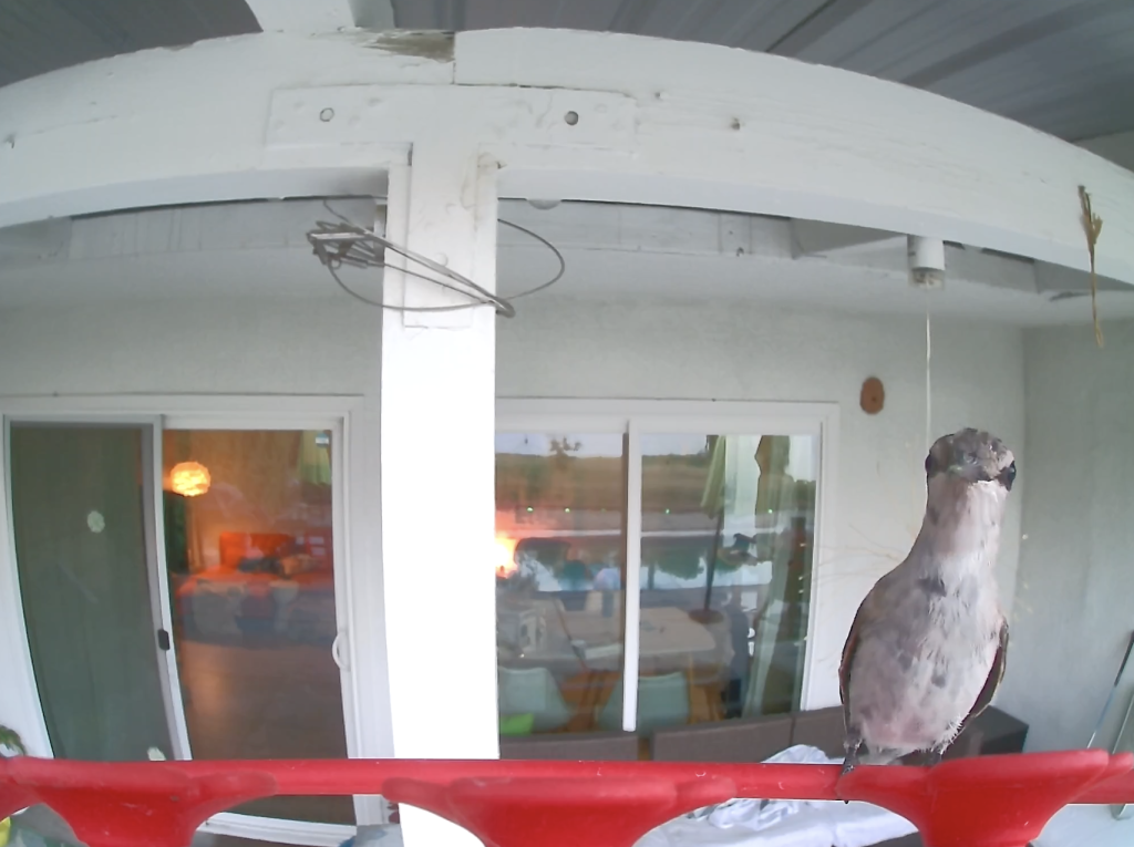 Birdfy Hum Feeder 