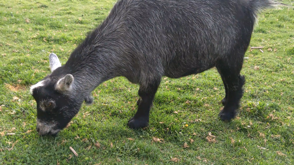 A black goat.