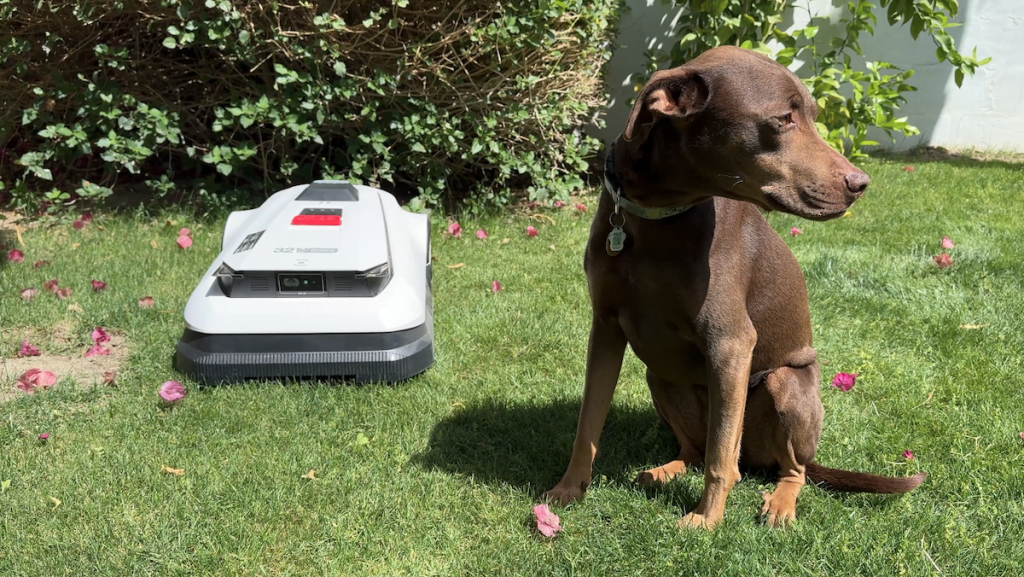Dog sitting beside robot lawnmower.